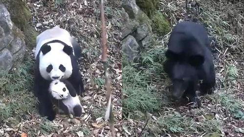 吃瓜 母子,温馨日常中的欢乐时光  第2张